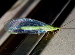 Plesiochrysa ramburi