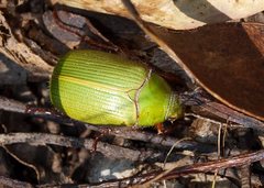 Xylonichus eucalypti