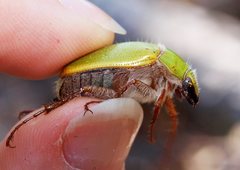Xylonichus eucalypti