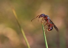 Rhytidoponera aspera