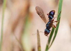 Rhytidoponera aspera