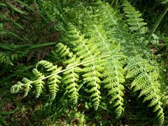 Hypolepis glandulifera