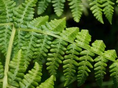 Hypolepis glandulifera