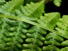 Hypolepis glandulifera