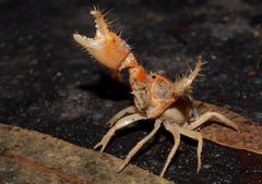 Engaeus hemicirratulus