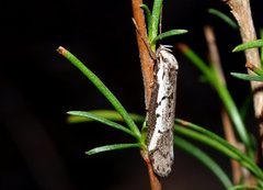 Philobota stella