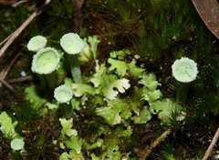 Cladonia humilis