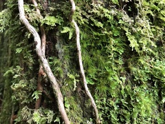 Dicranoloma menziesii