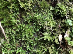 Dicranoloma menziesii