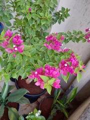 Bougainvillea