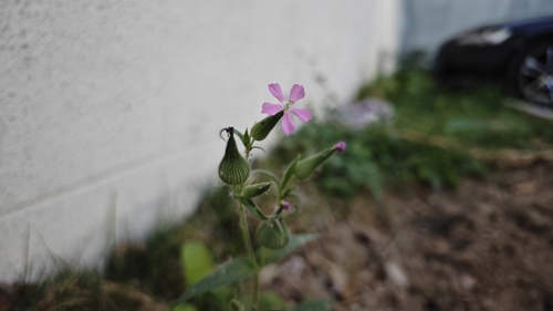 large sand catchfly