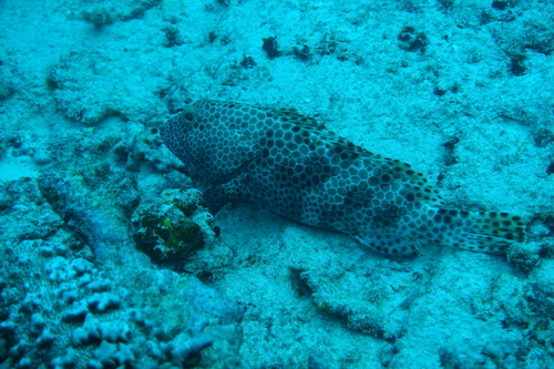 Snubnose grouper (Epinephelus macrospilos) — Serranidae