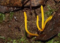 Clavulinopsis amoena