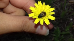 Chasmatopterus villosulus
