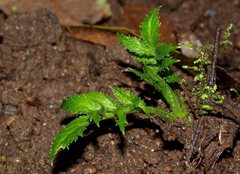 Sambucus gaudichaudiana