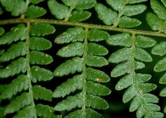 Calochlaena dubia