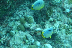 Chaetodon trifasciatus