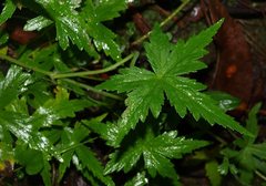 Hydrocotyle geraniifolia