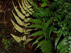 Parapolystichum acuminatum