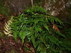 Parapolystichum acuminatum