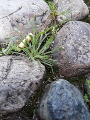 Plantago coronopus