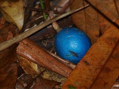 Elaeocarpus angustifolius