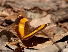 Yoma sabina
