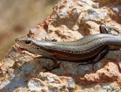 Pseudemoia entrecasteauxii