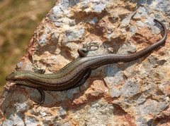 Pseudemoia entrecasteauxii