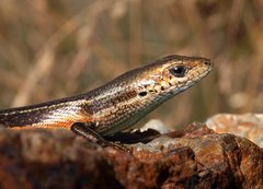 Pseudemoia entrecasteauxii