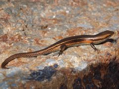 Pseudemoia entrecasteauxii