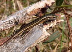 Pseudemoia entrecasteauxii