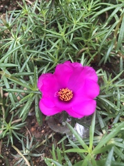 Portulaca pilosa