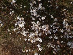 Gentianella muelleriana