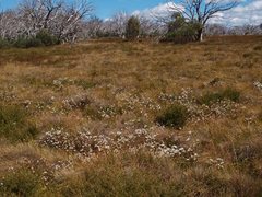 Gentianella muelleriana