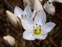 Gentianella muelleriana