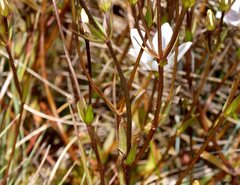 Gentianella muelleriana