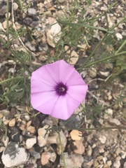 Convolvulus althaeoides althaeoides
