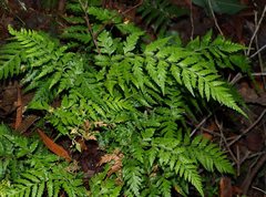 Parapolystichum acuminatum