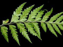 Parapolystichum acuminatum