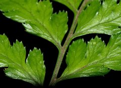 Parapolystichum acuminatum