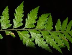 Parapolystichum acuminatum