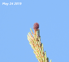 Pinus densiflora