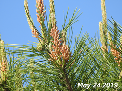 Pinus densiflora