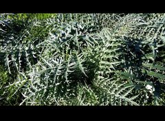 Cynara cardunculus
