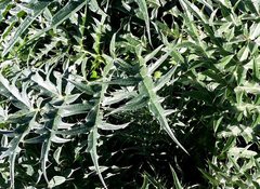 Cynara cardunculus