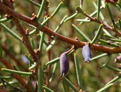 Hakea microcarpa