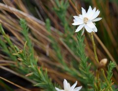 Rhodanthe anthemoides