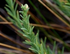 Rhodanthe anthemoides