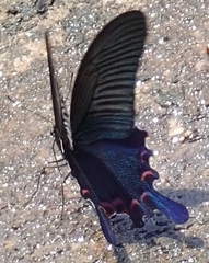 Papilio dialis